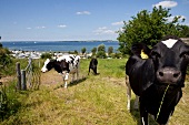 Holstein cattle grazing in meadow with Baltic sea in background, Germany