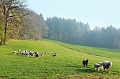 Herd of sheep grazing in a meadow near forest