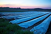 View of asparagus field at dawn