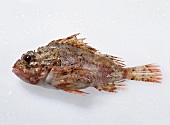 Close-up of dragonfish on white background