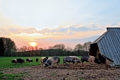 Pigs in meadow at Upper Bavarian village of Hermann, Germany