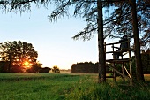 Hunter sitting on perch at sunset