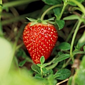 Close-up of strawberry in garden