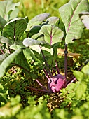 Gartenküche, Kohlrabi