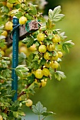 Gartenküche, Stachelbeeren am Strauch