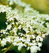 Gartenküche, Holunderblüten