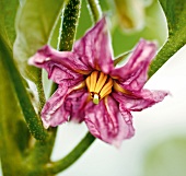 Close-up of eggplant flower in garden