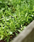 Gartenküche, Rucola im Beet