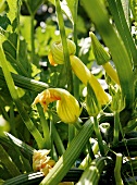 Gartenküche, Zucchiniplanze mit Früchten und Blüten