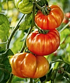 Gartenküche, Fleischtomaten am Strauch