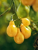 Gartenküche, Gelbe Birnen- tomaten am Strauch