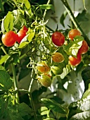 Gartenküche, Tomaten am am Strauch