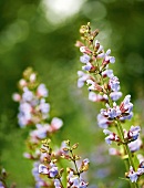 Gartenküche, Thymianblüten