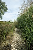 View of reed growing along the pathway