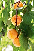 Gartenküche, Aprikosen am Baum