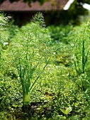 Gartenküche, Fenchelpflanzen im Gemüsebeet