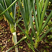 Gartenküche, Lauch in der Erde