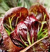 Gartenküche, Radicchio