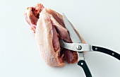 Close-up of chicken breast being cut with scissors