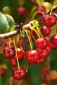 Gartenküche, Kirschen am Kirschbaum