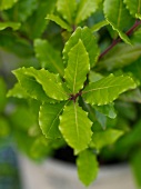 Close-up of laurel leaves on bush