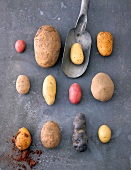 Close-up of various potatoes with shovel