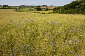 View of green field in Schleswig-Holstein, Germany