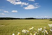 View of landscape of daisies at The Baltic Coast, Schleswig-Holstein