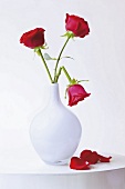 rote Rosen, weiße Vase, geknickt, abgeknickt, Rose, Rosenblätter