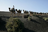 Kamel Karawane Lanzarote Spanien