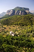 View of Tramuntana Mountains from the winery of Castell Miquel, Majorca, Spain