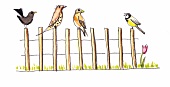Illustration, Vögel auf einem Zaun 
