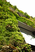 Low angle view of exterior of house covered with overgrown plants in Paris, France