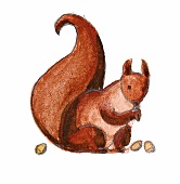 Illustration, Eichhörnchen 