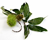 Chestnuts with leaves on white background