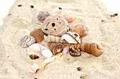 Close-up of different shells on sand