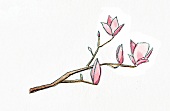 Illustration, Magnolien 