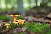 Close-up of chanterelles on ground