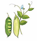 Illustration, Erbsenschote mit Pflanze