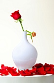 Close-up of red roses in white vase