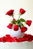 rote Rosen, weiße Vase, geknickt, abgeknickt, Rose
