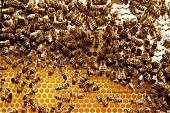 Viele Bienen tummeln sich in einer Wabe
