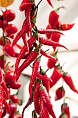 Close-up of red hot chillies hanging on string