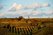 Weinanbaugebiet Wagram, Landschaft, Österreich