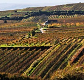 View of vineyard landscape, Wagram, Austria