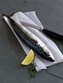 Raw mackerel on napkin with knife