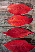 Vier rote Herbstblätter,  aufgereiht 