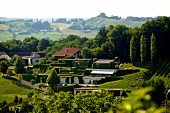 Weingut Neumeister in Straden, Österreich