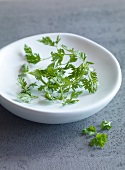 Close-up of chervil on plate