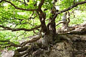 Hutebaum in basement Forest, Albertshausen, Hesse, Germany